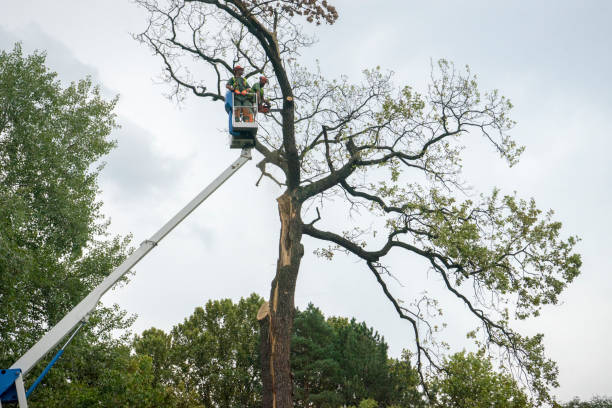 Tree Removal for Businesses in Lochmoor Waterway Estates, FL